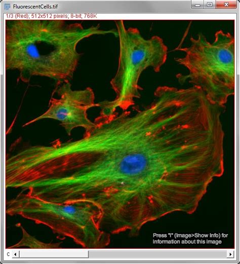 multi chanel image lab|Channels & colors · Analyzing fluorescence microscopy images .